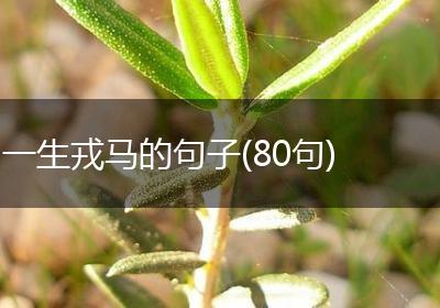 一生戎马的句子(80句)