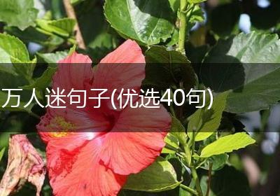 万人迷句子(优选40句)