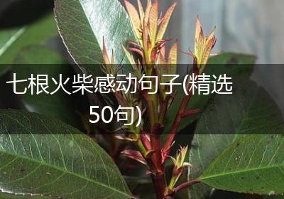 七根火柴感动句子(精选50句)