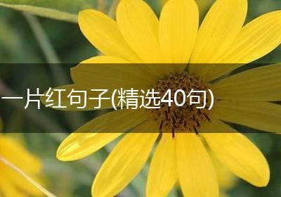 一片红句子(精选40句)