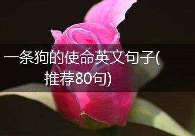 一条狗的使命英文句子(推荐80句)