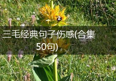 三毛经典句子伤感(合集50句)