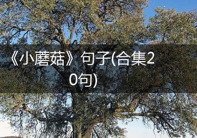 《小蘑菇》句子(合集20句)