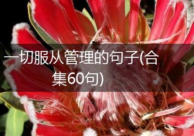 一切服从管理的句子(合集60句)