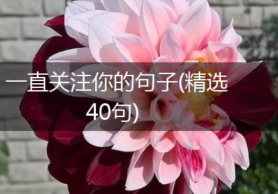 一直关注你的句子(精选40句)