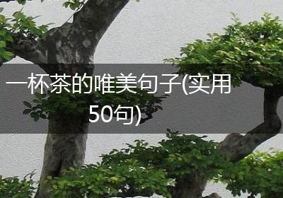 一杯茶的唯美句子(实用50句)