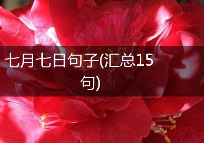 七月七日句子(汇总15句)