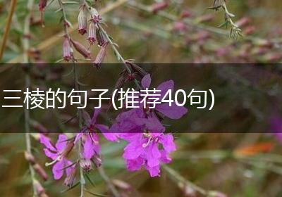 三棱的句子(推荐40句)