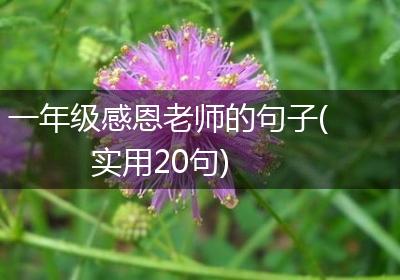 一年级感恩老师的句子(实用20句)