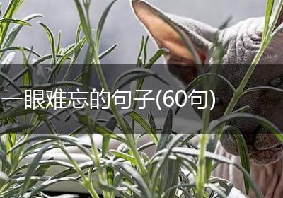 一眼难忘的句子(60句)