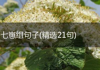七崽组句子(精选21句)