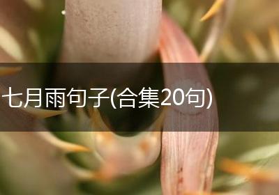七月雨句子(合集20句)