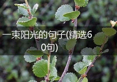 一束阳光的句子(精选60句)