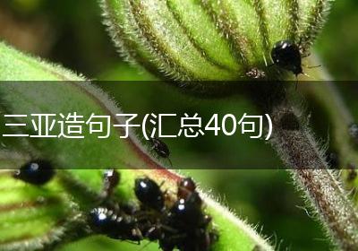 三亚造句子(汇总40句)
