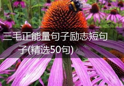 三毛正能量句子励志短句子(精选50句)