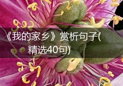 《我的家乡》赏析句子(精选40句)