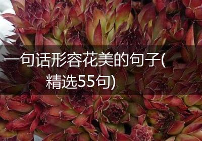 一句话形容花美的句子(精选55句)