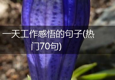 一天工作感悟的句子(热门70句)
