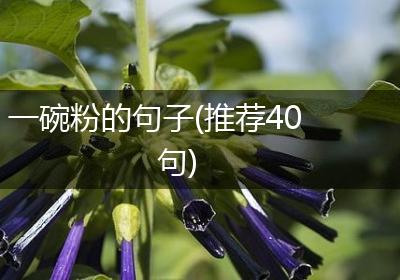 一碗粉的句子(推荐40句)