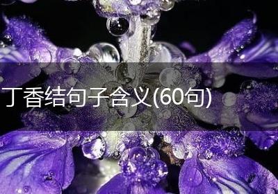 丁香结句子含义(60句)