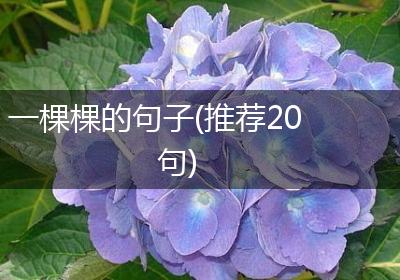 一棵棵的句子(推荐20句)
