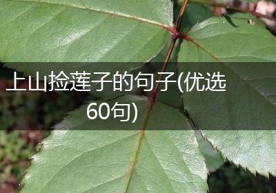 上山捡莲子的句子(优选60句)