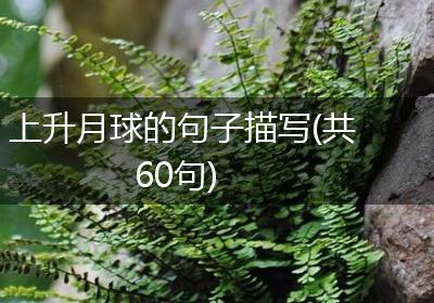 上升月球的句子描写(共60句)