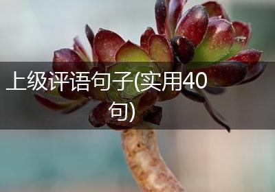 上级评语句子(实用40句)