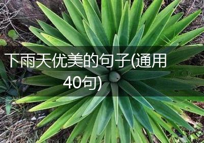 下雨天优美的句子(通用40句)