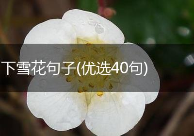 下雪花句子(优选40句)