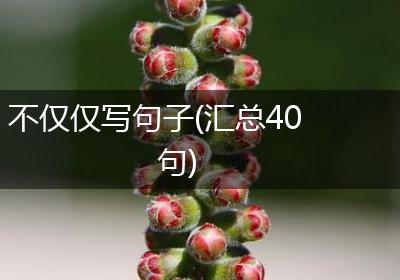 不仅仅写句子(汇总40句)