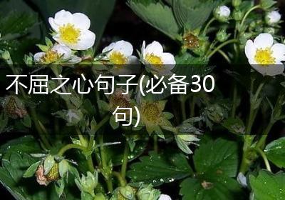 不屈之心句子(必备30句)