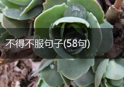 不得不服句子(58句)