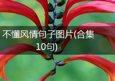 不懂风情句子图片(合集10句)