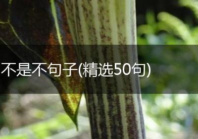 不是不句子(精选50句)
