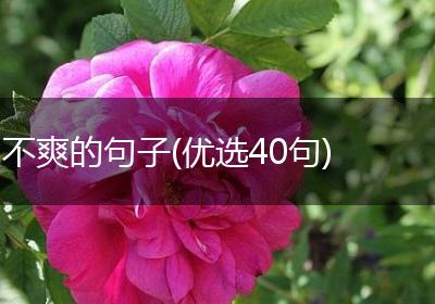 不爽的句子(优选40句)