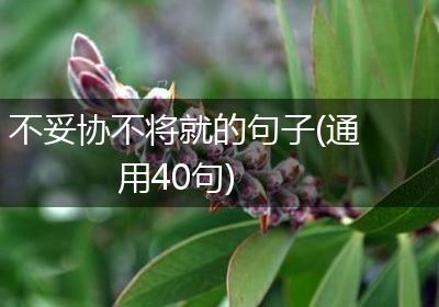 不妥协不将就的句子(通用40句)