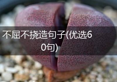 不屈不挠造句子(优选60句)