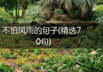 不怕风雨的句子(精选70句)