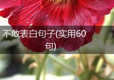 不敢表白句子(实用60句)
