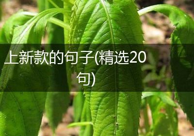 上新款的句子(精选20句)