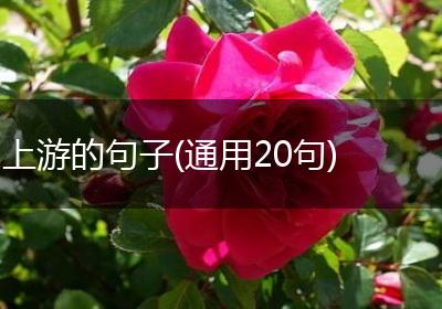 上游的句子(通用20句)