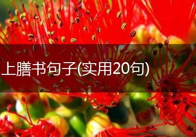 上膳书句子(实用20句)