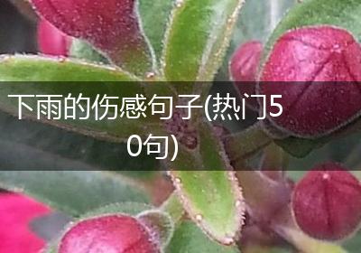 下雨的伤感句子(热门50句)
