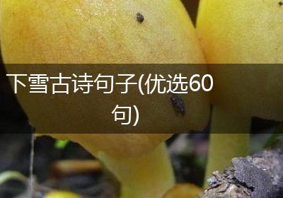 下雪古诗句子(优选60句)