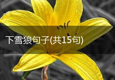 下雪狼句子(共15句)
