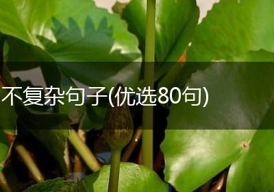 不复杂句子(优选80句)
