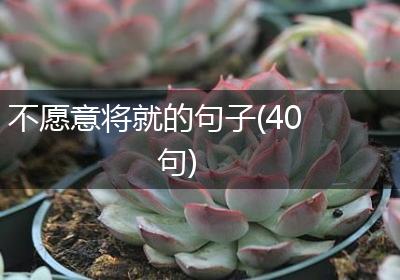 不愿意将就的句子(40句)