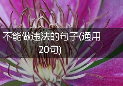 不能做违法的句子(通用20句)