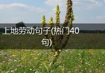 上地劳动句子(热门40句)